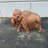 Mammoth Table Top Statue