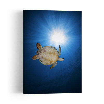 Sunlit Sea Turtle Abstract Contemporary Turtle Nature Ocean Wall Art Print 1 Piece Wrapped Canvas Wall Art