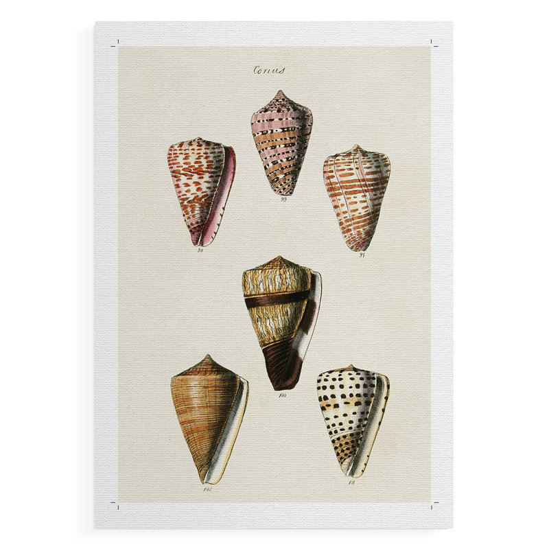 Collection Cone Shell IV - Impression sur toile seulement - NON-CADRE, H 48 po x l 32 po