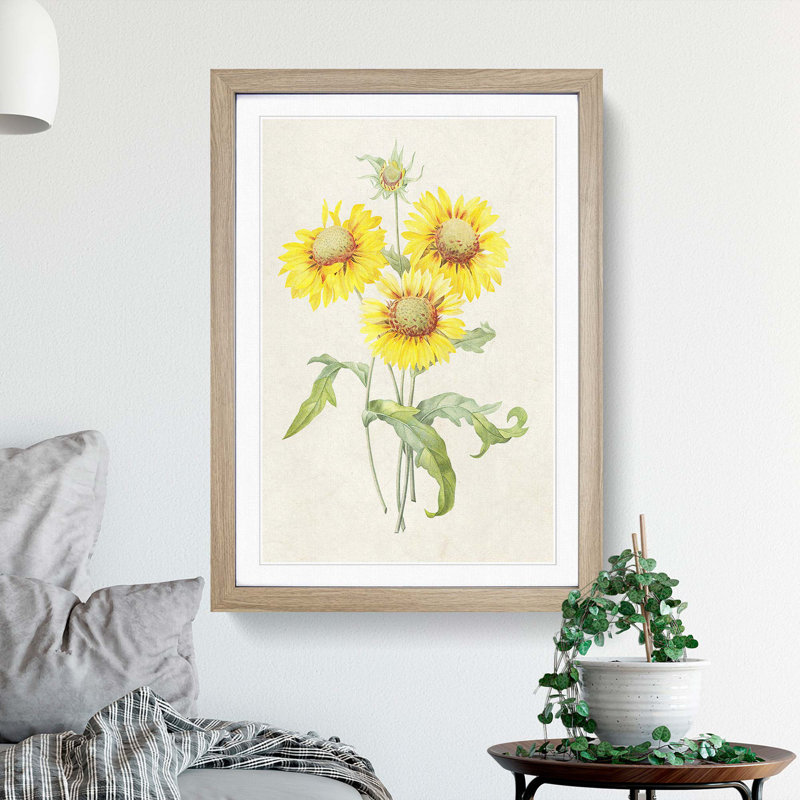Yellow Blanket Flowers by Pierre-Joseph Redoute - Picture Frame Painting Print, 65cm H x 48cm W x 2cm D, Oak Framed