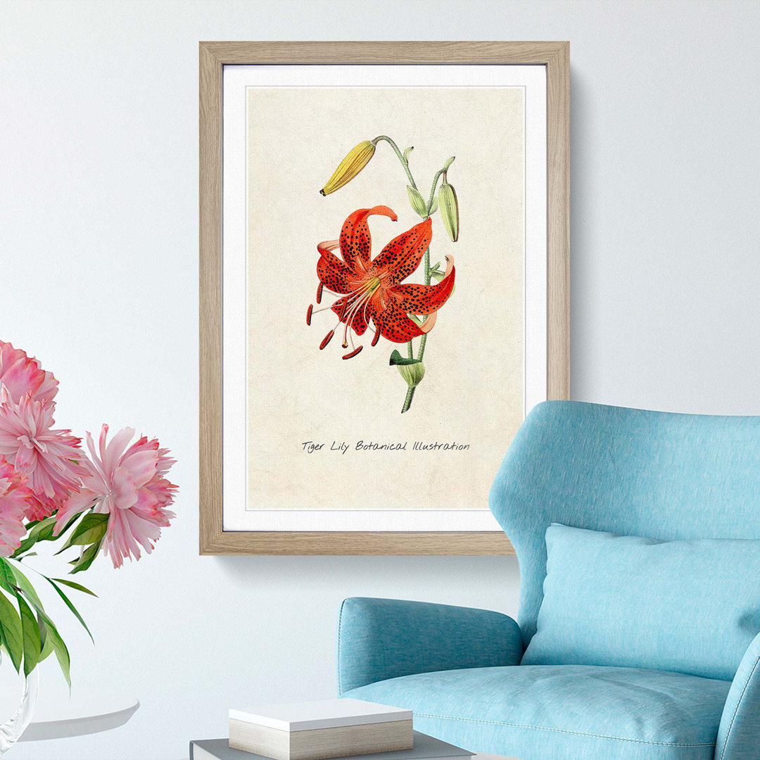 Illustration of a Tiger Lily Flower - Framed Print