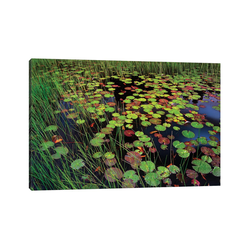Pond With Lily Pads And Grasses by Tim Fitzharris - Wrapped Canvas Print, 66.04 cm H x 45.72 cm W x 1.91 cm D