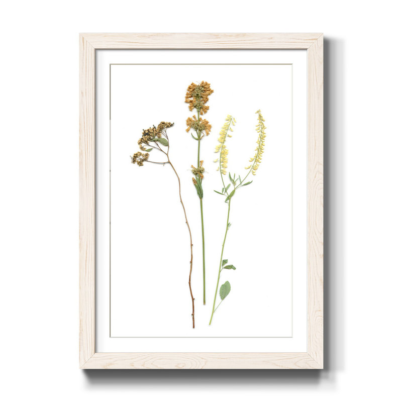 Pressed Botanical III - Cadre photo, reproduction d'art sur papier, Blanc, H 37,5 po x l 27,5 po x P 1,5 po