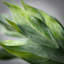28" Frosted Green Leafy Stem
