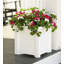 Geranium Geranium