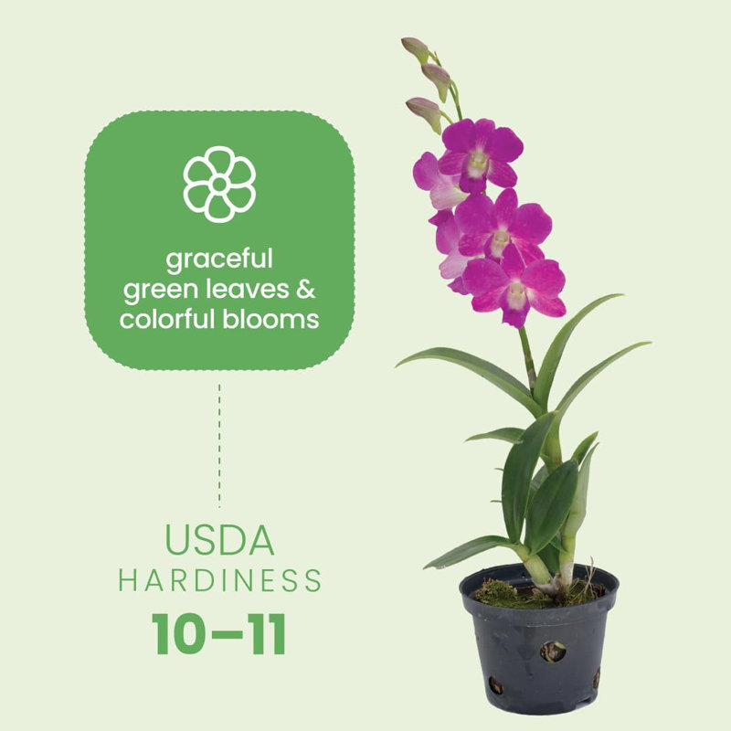 Dendrobium Orchid in 4-Inch Black Pot with Purple Flowers