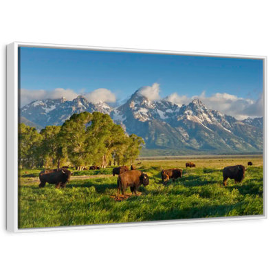 Grand Teton Pasturing Bisons