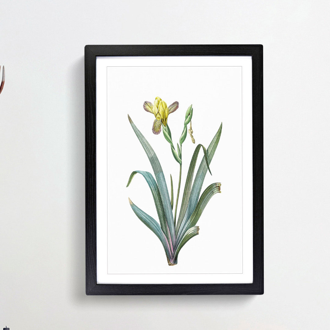 Hungarian Iris Flowers by Pierre-Joseph Redoute - Framed Print