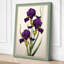 Three Purple Irises Botanical - Wrapped Canvas-593549730-593549733