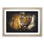 Tiger Vol.7 Paint Splash - Picture Frame Graphic Art-62806981-62806977