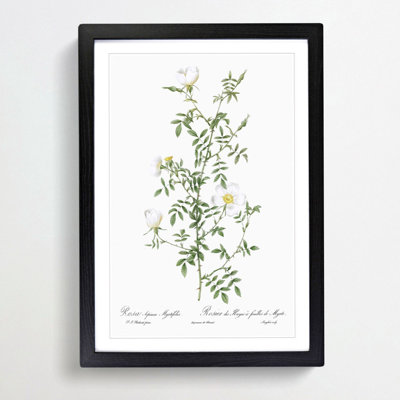 Hedge Rose in White by Pierre-Joseph Redoute - Picture Frame Painting Print