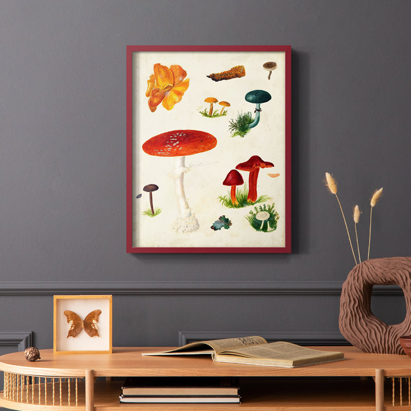 Reproduction encadrée champignon Mushroom Species, Rouge, H 10 po x l 8 po