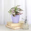 Live Tradescantia Nanouk Plant-2073886004