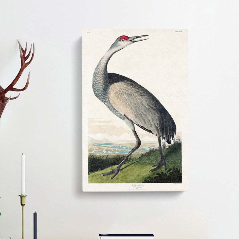 Hooping Crane by John Audubon - Wrapped Canvas, 50cm H x 35cm W x 3cm D