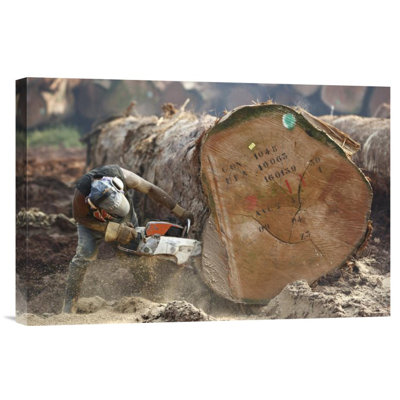 " Logger Cutting Trunk Of Rainforest Tree, Cameroon "