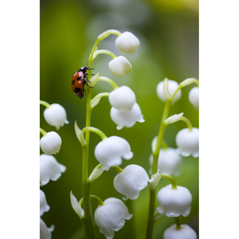 Ladybug On The Lily Of The Valley by Oluolu3 - Wrapped Canvas Print, 76cm H x 51cm W