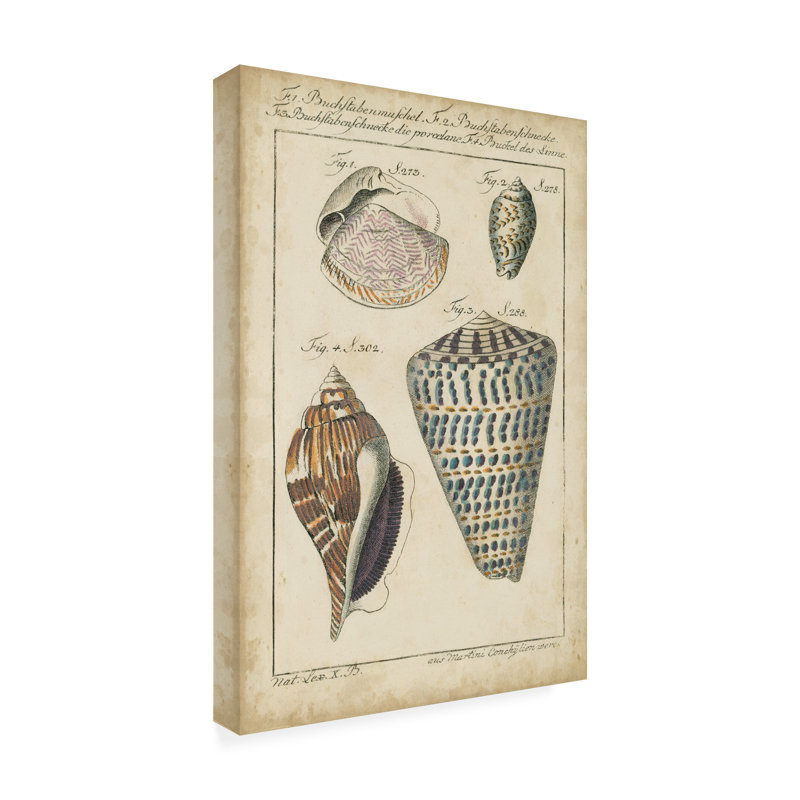 Toile d'extérieur Astor Martini «Vintage Shell Study II», H 47 po x l 30 po x P 1,5 po