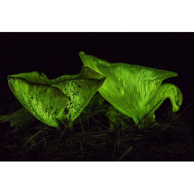 Ghost Mushrooms - Wrapped Canvas Print