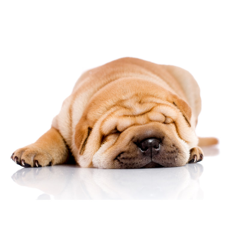 Ebern Designs Shar Pei Baby Dog by Wrapped Canvas Photograph