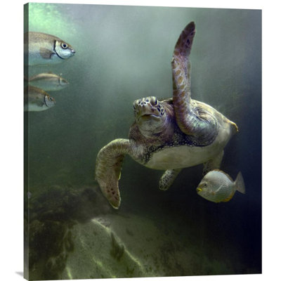 " Green Sea Turtle And Fish "