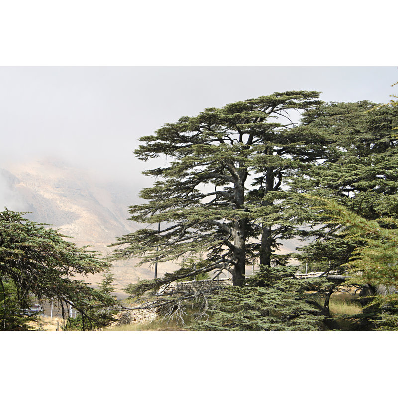 Cedar Forest Of Lebanon by Eliane29 - Wrapped Canvas Print, 30cm H x 46cm W