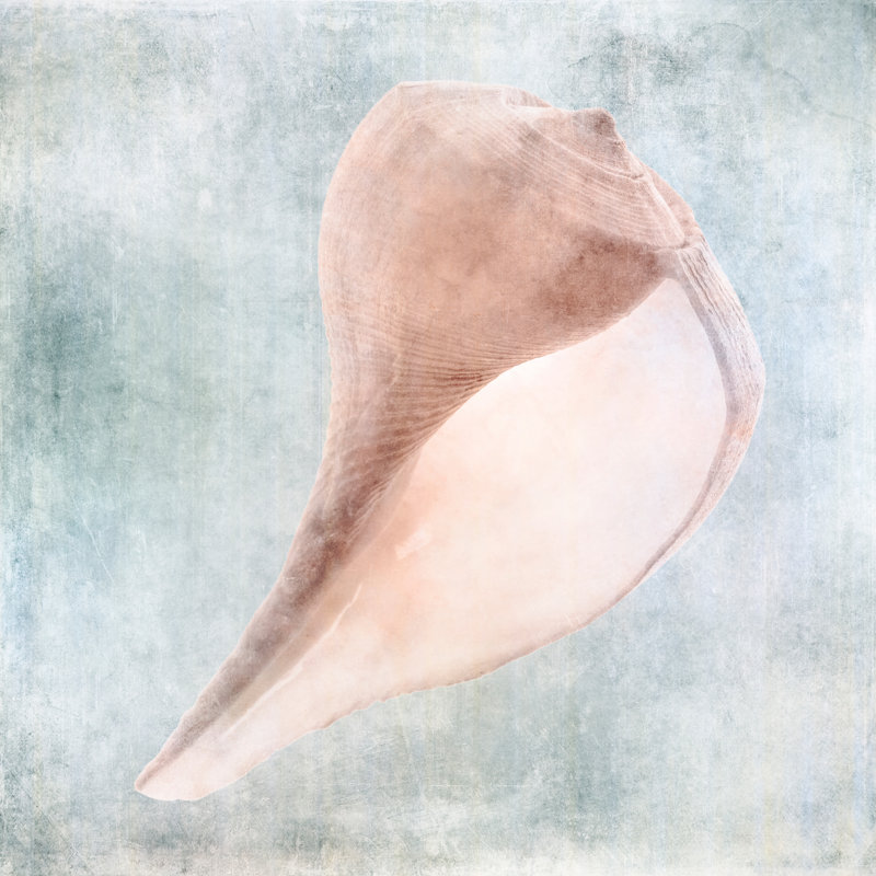 «Blue Cream Sea Shell», reproduction sur toile tendue, H 30 po x l 30 po