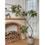 Plante d'intérieur en pot vert clair-1113480377