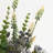 Silk Mixed Assortment Arrangement