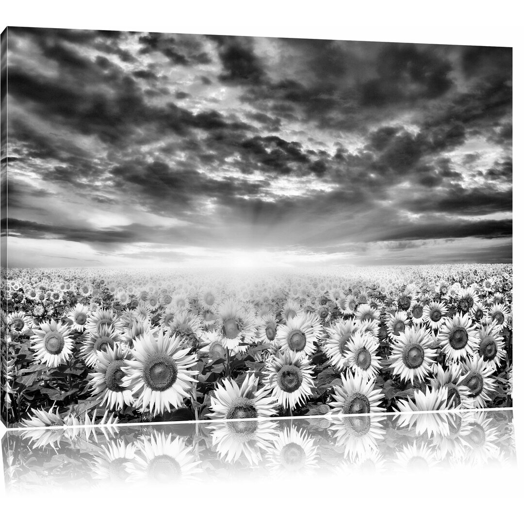 Leinwandbild Sonnenblumenfeld in Monochrom