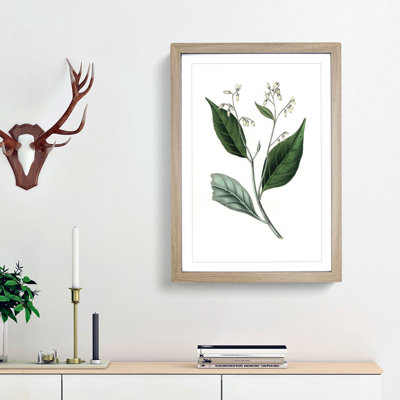 Gum Benjamin Tree Illustration - Picture Frame Painting Print
