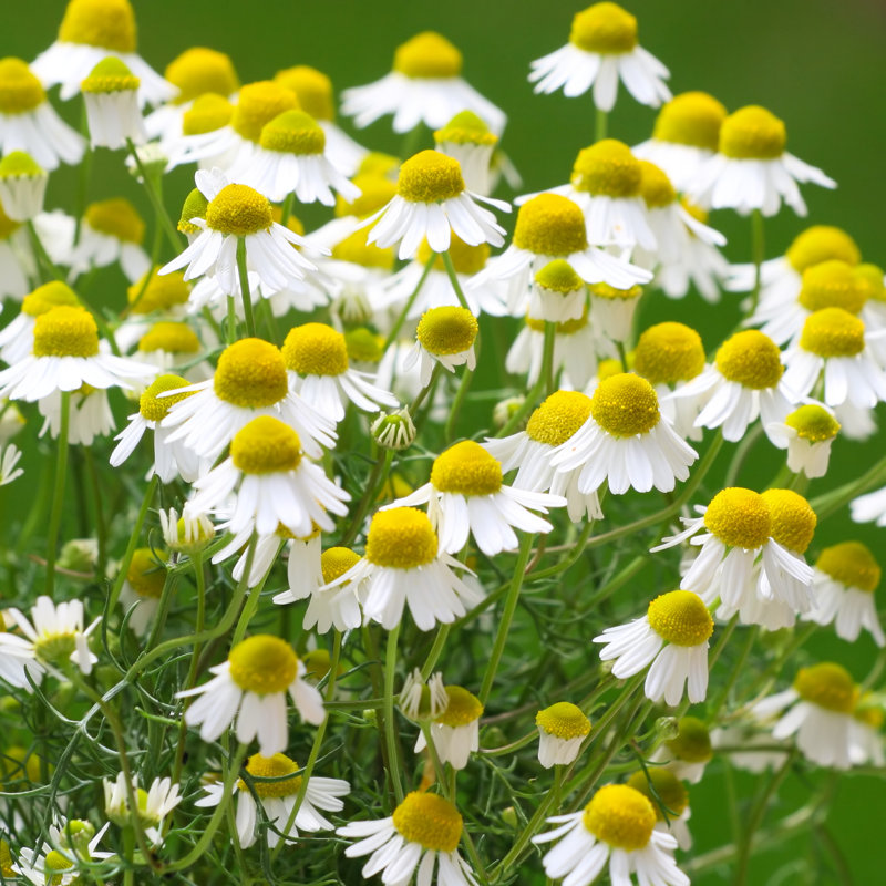 Chamomile - Wrapped Canvas Print, 122cm H x 122cm W x 3.8cm D