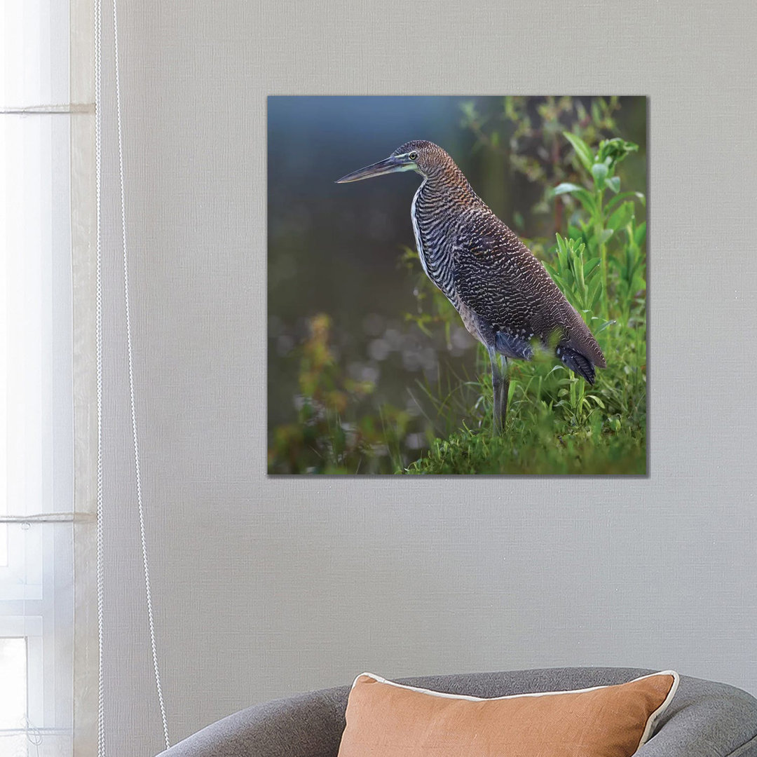 Bare-Throated Tiger Heron Portrait, Costa Rica von Tim Fitzharris - Galerie-verpackte Leinwand Giclée auf Leinwand