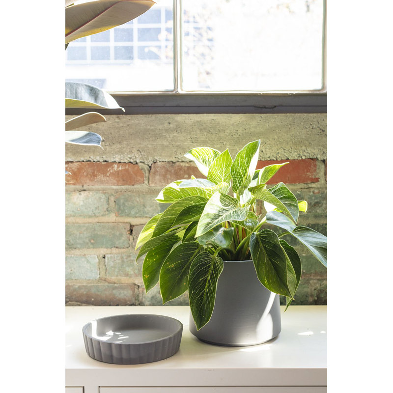 Pot à fleurs en céramique Millstone, gris, H 7,75 po x l 7,75 po x P 7,75 po