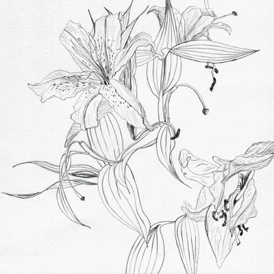 Crayon lys - impression sur toile tendue