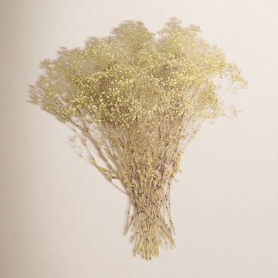 Dried Preserved Baby's Breath Stems