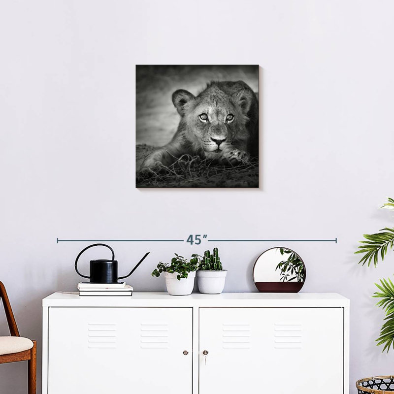 Brampt Young Lion Head, 20" H x 20" W