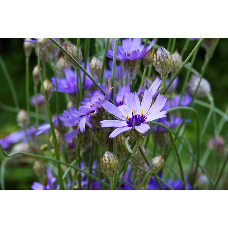 Cupid's-Dart (Catananche) - Photographie sur toile tendue, H 8 po x l 12 po