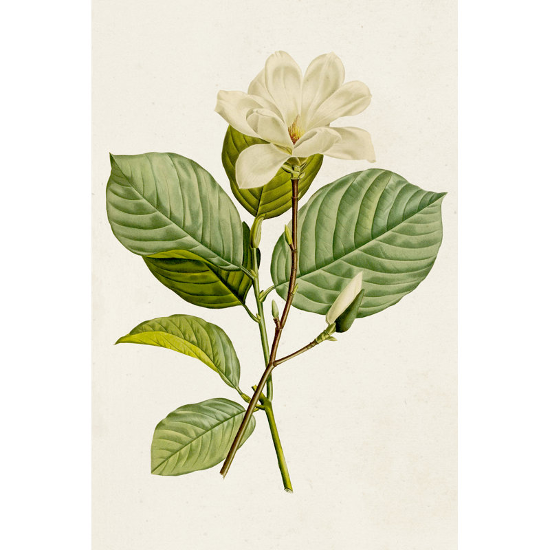 Magnolia Flowers I - Wrapped Canvas Painting, 122cm H x 81cm W