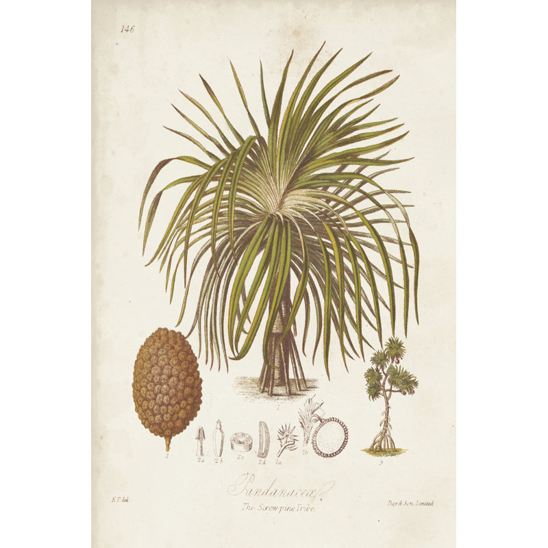 Antique Tropical Palm II by Elizabeth Twining - No Frame Painting on Canvas, 46cm H x 30cm W x 3.8cm D