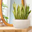 Concrete Effect Bowl Planter, Frostproof Outdoor Plant Pot, Garden Planter with Drainage Holes, Bonsai Pot, Shallow Planter with Mesh Pattern-1755648008-1755648005
