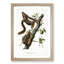Orange-Bellied Squirrels by J.W. Audubon - Picture Frame Painting Print-55733933-55733935