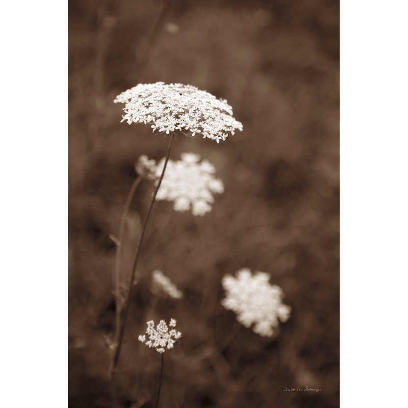 Impression sur toile «Queen Annes Lace I» par Debra Van Swearingen, H 18 po x l 12 po