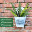 19,7 plante