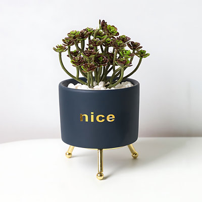 Nordic Ins Succulent Simulation Plant Potted Cactus Green Plant Decoration Artificial Flower Indoor Living Room Desktop Ornament
