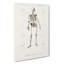 Human Skeleton by Charles D' Orbigny - Wrapped Canvas Drawing Print-55359574
