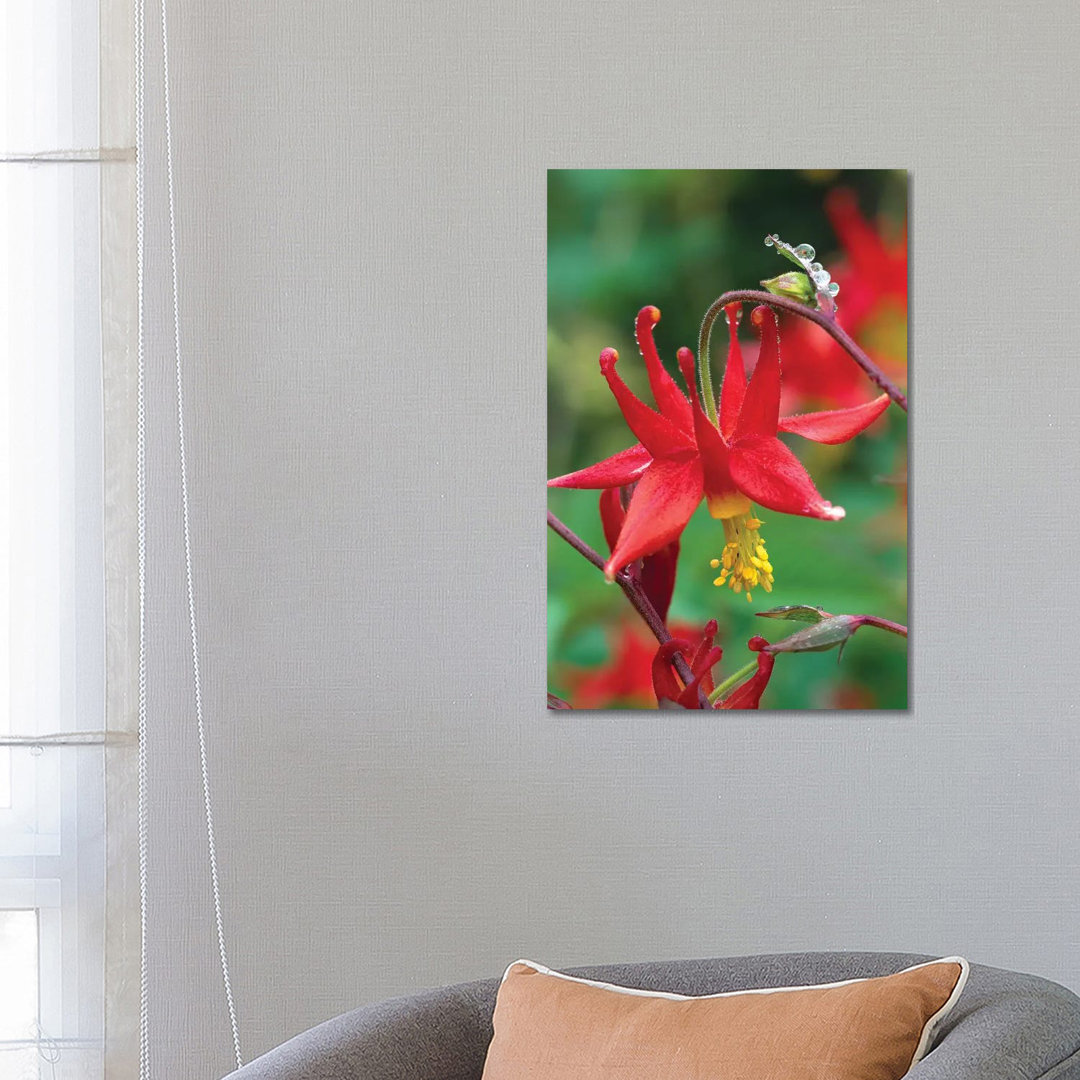 Wild Columbine With Drops Of Dew, North America by Tim Fitzharris - Wrapped Canvas Gallery-Wrapped Canvas Giclée