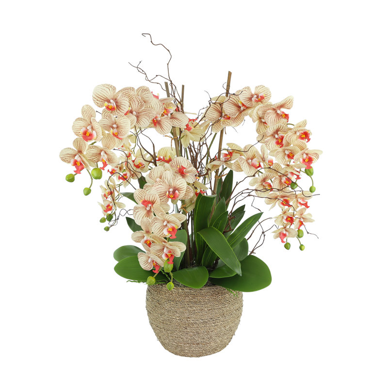 Orchid and Curly Willow in Decorative Rope Pot