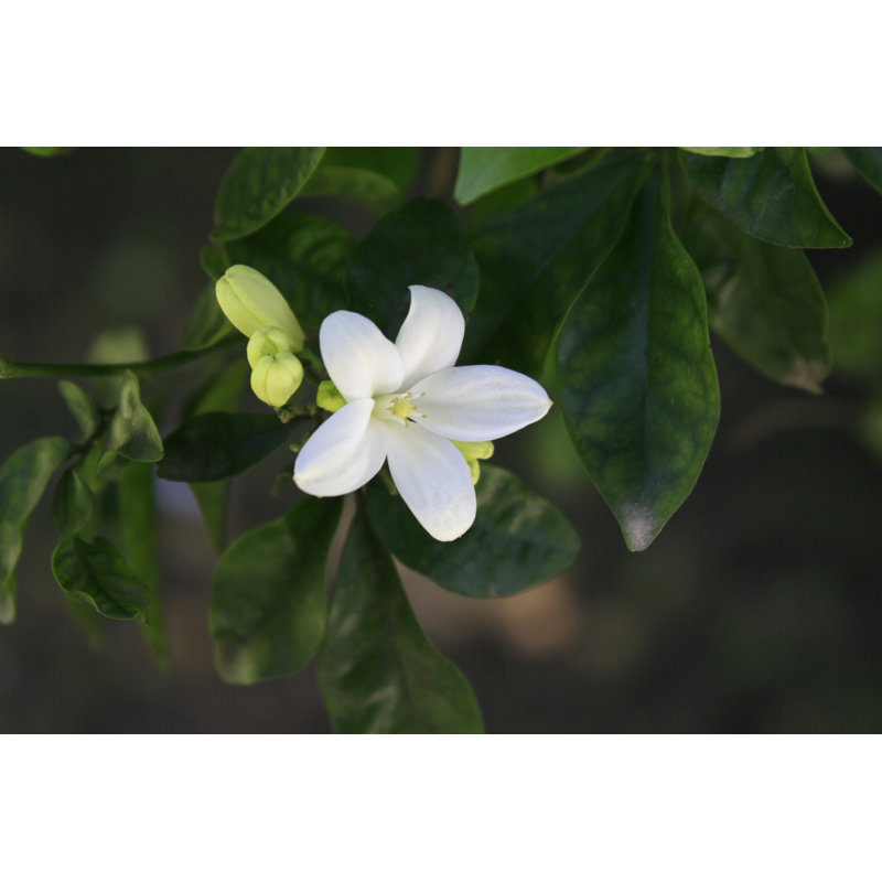 Lemon Tree Flower by Zelg - No Frame Print on Canvas, 81cm H x 122cm W