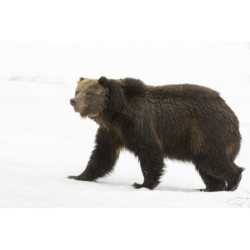 Bear Walking On Snow by Moose Henderson - Wrapped Canvas Print, 30cm H x 46cm W