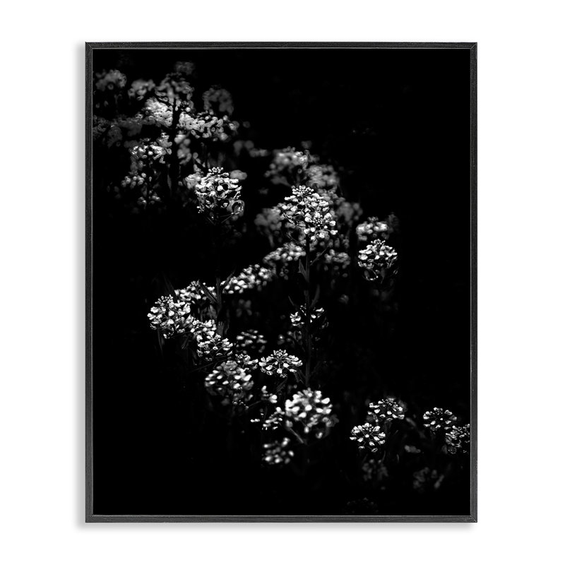  Curved Blossom Line Framed Giclee Art by Brian Carson, Black, 14" H x 11" W